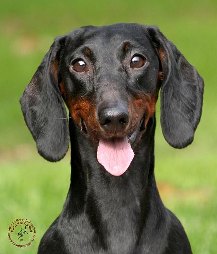 Dachshund 9Y420D-165.JPG